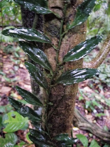 Curarea cuatrecasasii · iNaturalist