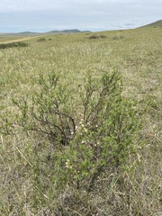 Dasiphora parvifolia