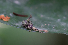 Bryochaeta lavabrei