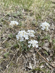 Noccaea cochleariformis