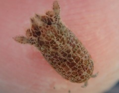 Cymothoida