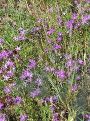 Campanula lusitanica lusitanica