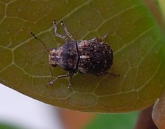 Choraginae