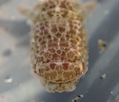 Cymothoida