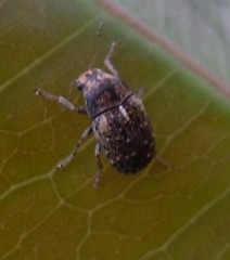 Choraginae