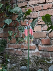 Phaedranassa cuencana