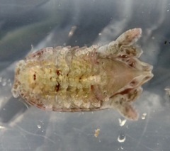 Cymothoida