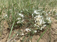 Astragalus galactites