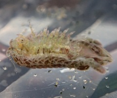 Cymothoida