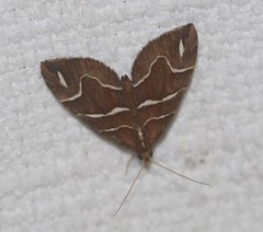 Chaetolopha leucophragma