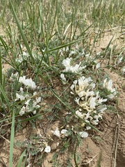 Astragalus galactites
