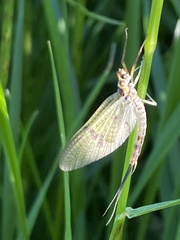 Ephemera danica