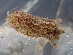 Cymothoida