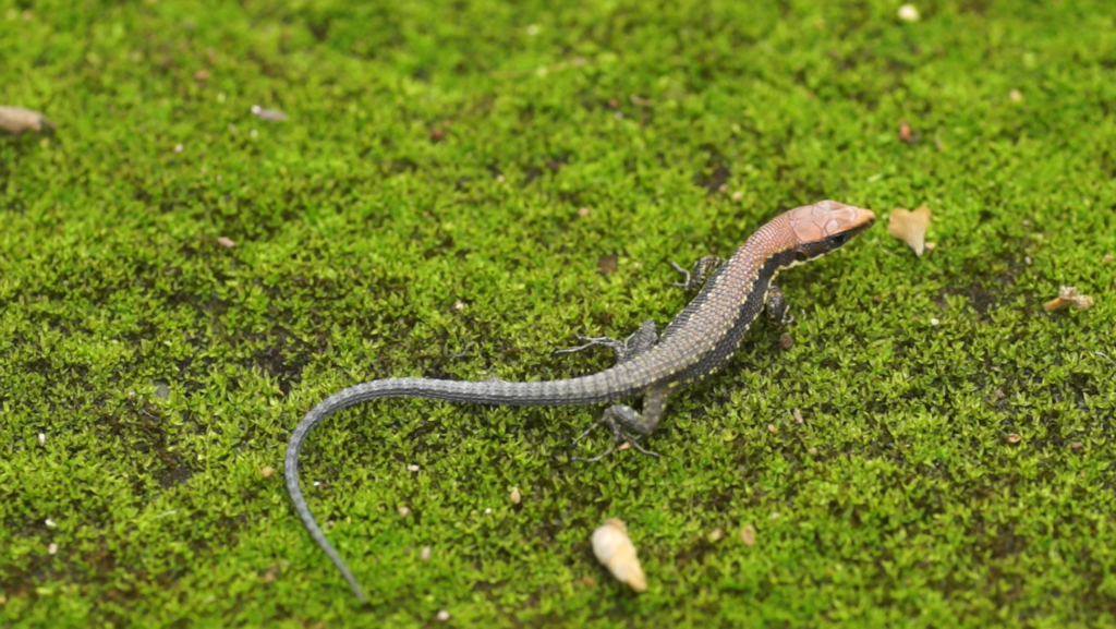 Green-Bellied Forest Lizard