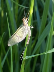 Ephemera danica