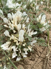 Astragalus galactites