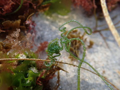 Chaetomorpha spiralis