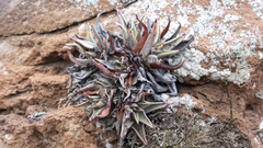 Dudleya acuminata