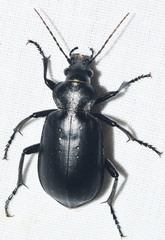 Calosoma maderae