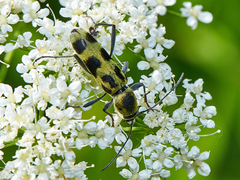 Chlorophorus herbstii