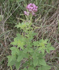 Polanisia dodecandra riograndensis