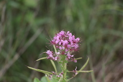 Polanisia dodecandra riograndensis