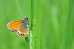 Coenonympha gardetta darwiniana