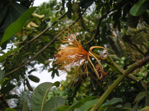 Pachira glabra image