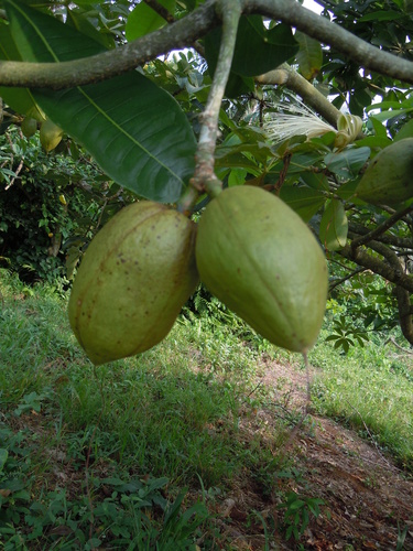 Pachira glabra image