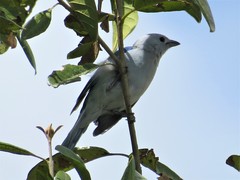 Thraupis