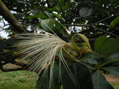 Pachira glabra image