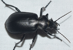 Calosoma maderae