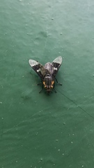 Chrysops cincticornis