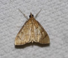 Protonoceras mitis