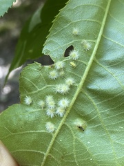 Caryomyia albipilosa