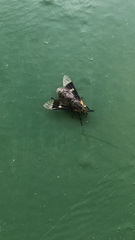 Chrysops cincticornis