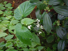 Begonia annobonensis image