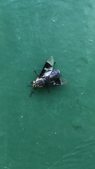 Chrysops cincticornis