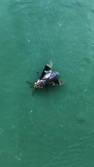 Chrysops cincticornis