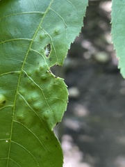 Caryomyia albipilosa