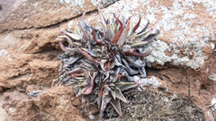 Dudleya acuminata