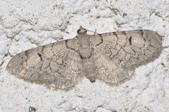Eupithecia venosata