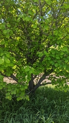 Crataegus coccinea
