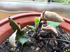 Pyrrosia hastata