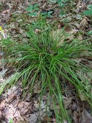Carex jamesii