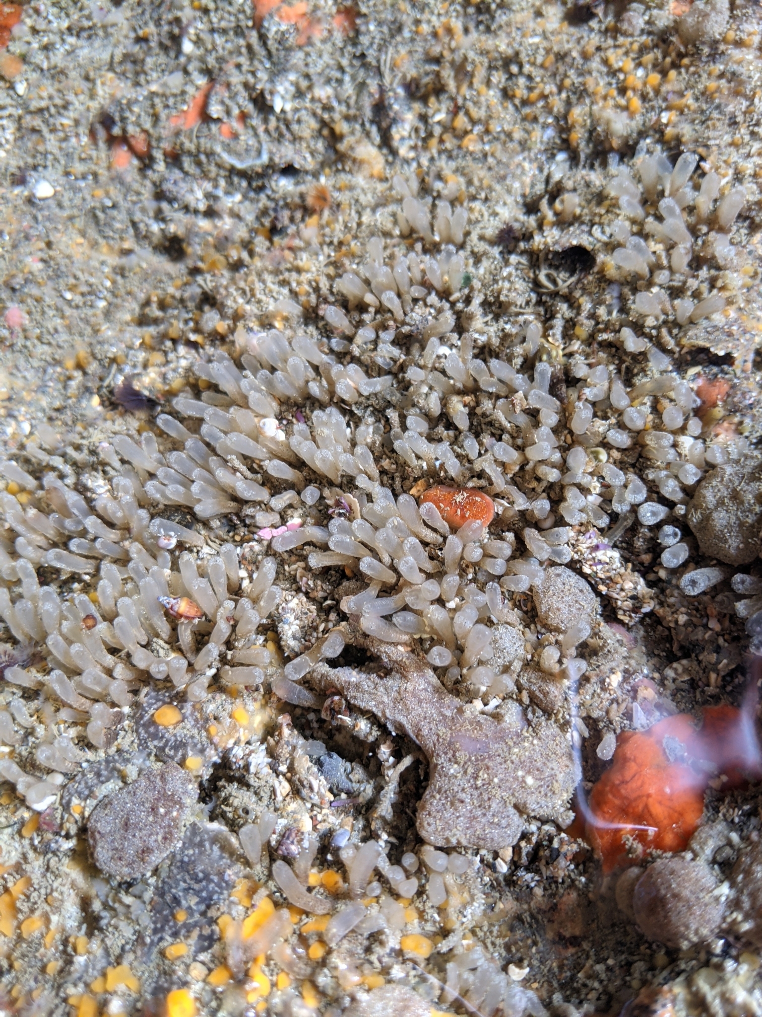 Euherdmania claviformis (Ritter, 1903)