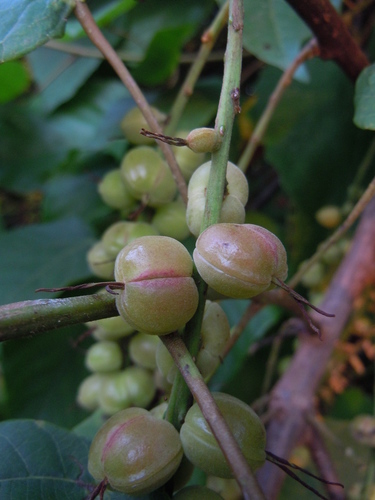Alchornea cordifolia