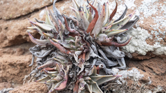 Dudleya acuminata