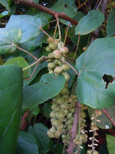 Alchornea cordifolia image