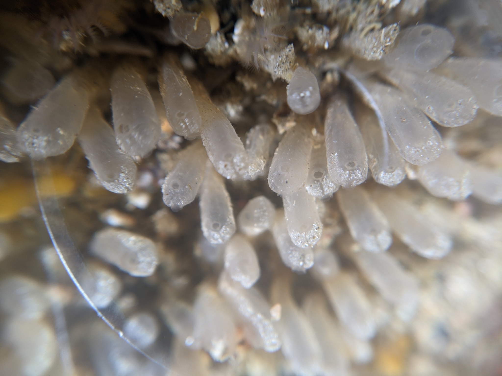 Euherdmania claviformis (Ritter, 1903)